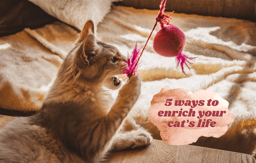 Cat Enrichment: How to Keep Your Cat Happy and Content Indoors