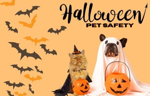 Halloween Pet Safety Tips for Dogs & Cats Halloween Pet Safety Tips for Dogs & Cats