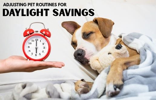 Adjusting Pet Routines for Daylight Savings