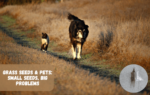 Grass Seeds and Pets: Small Seeds, Big Problems