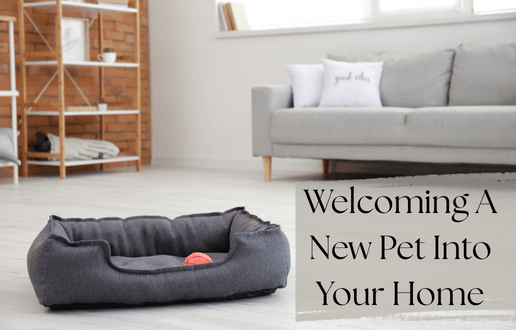 Welcoming a New Pet into Your Home
