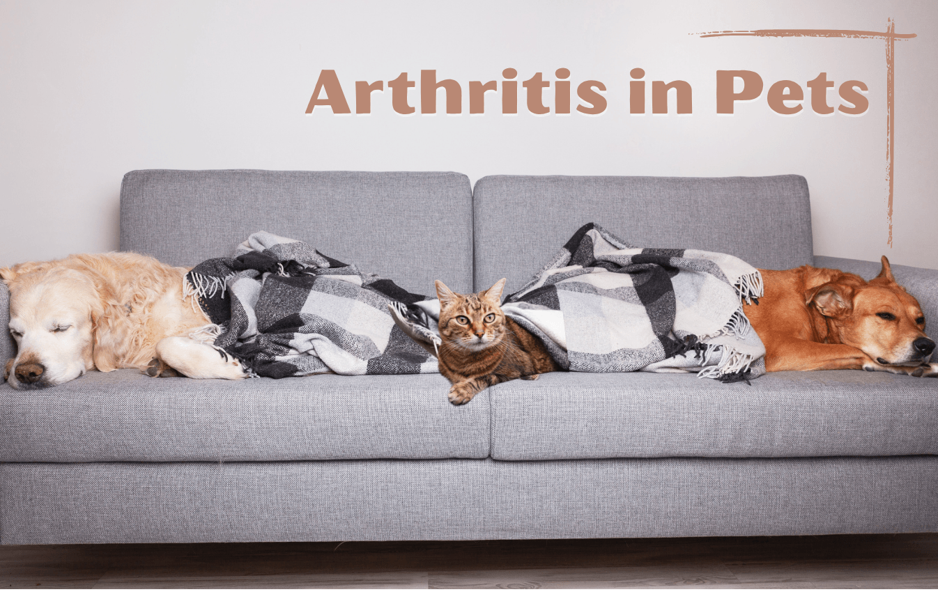Arthritis in Pets: Helping Pets Live Comfortably Arthritis in Pets: Helping Pets Live Comfortably