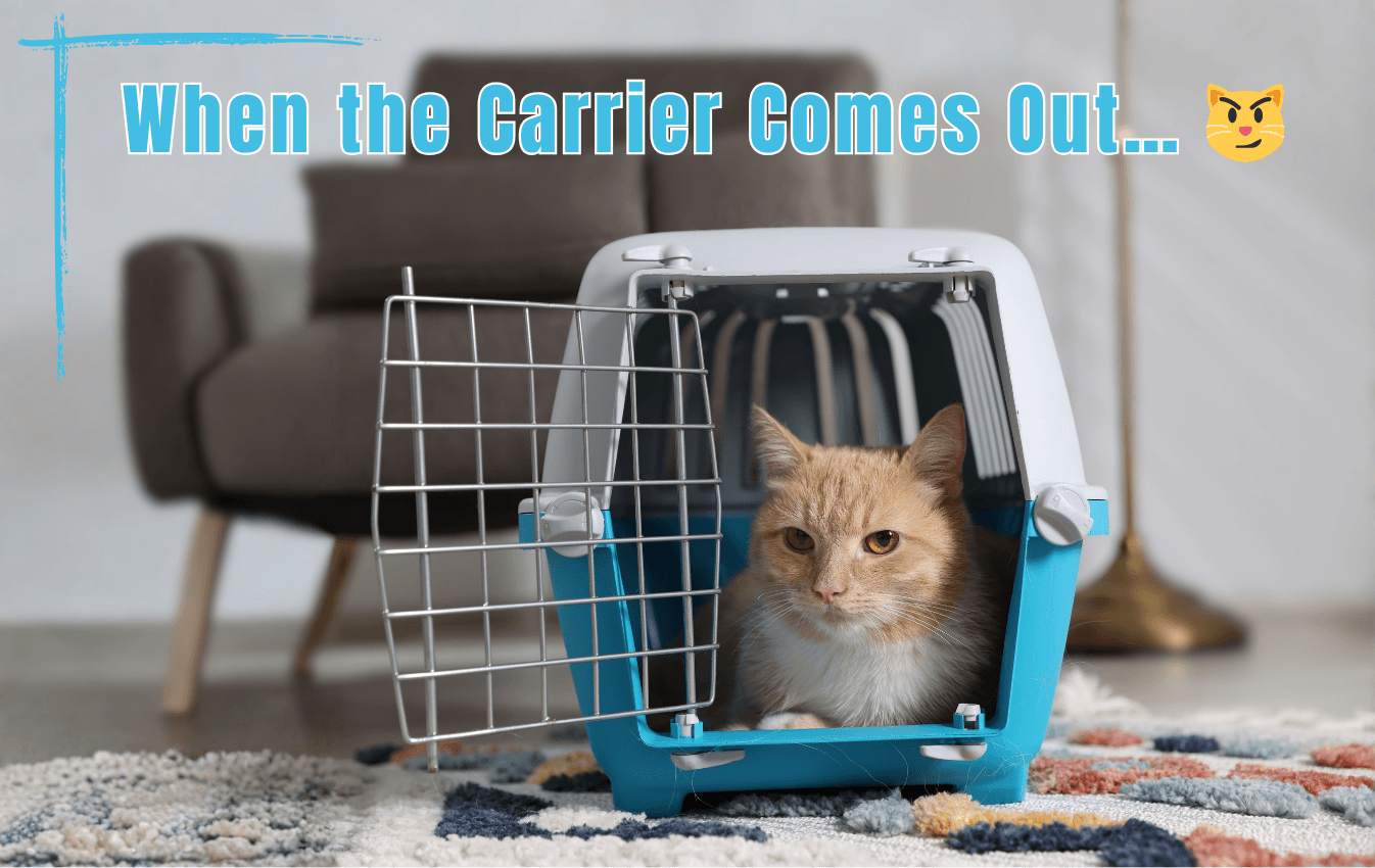 Making Cat Carriers Stress-Free