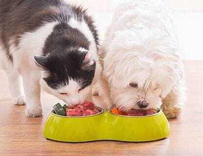 Pet Weight loss Program