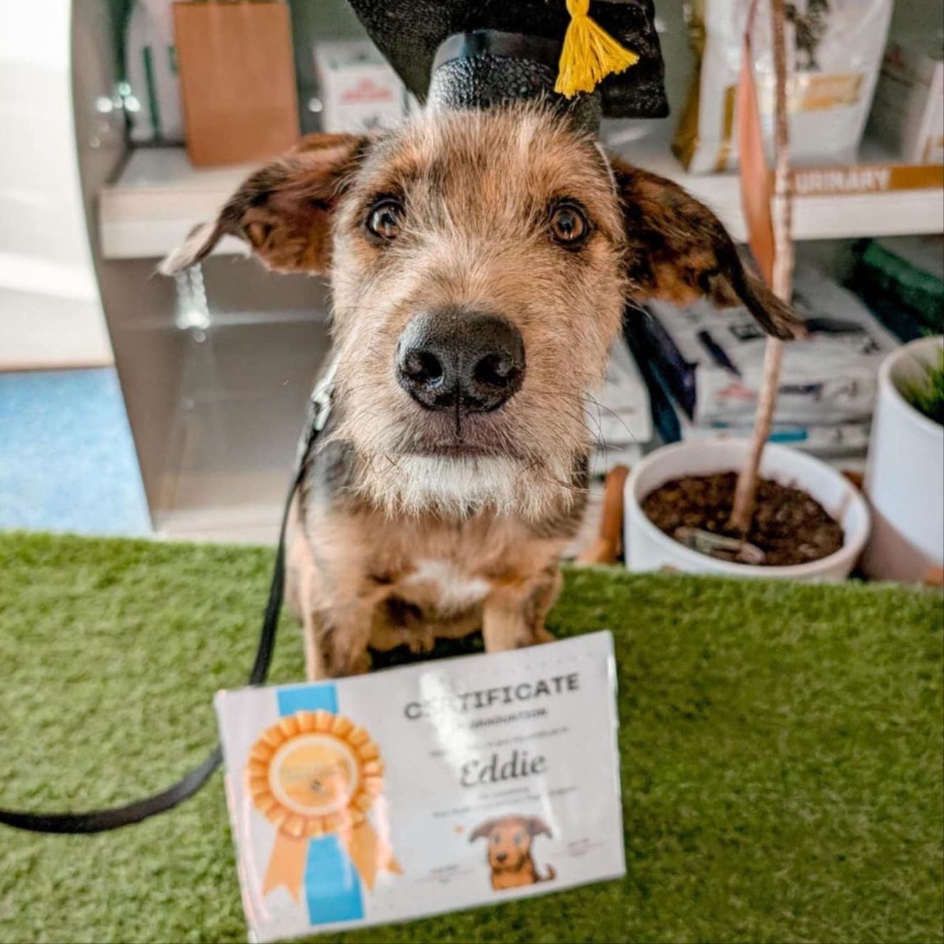 PUPPY CLASS PUPPY CLASS