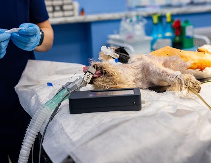 Brachycephalic Anaesthetic Risks