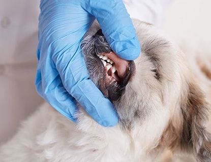 Dental care for Cats and Dogs, PetsHealth Adelaide