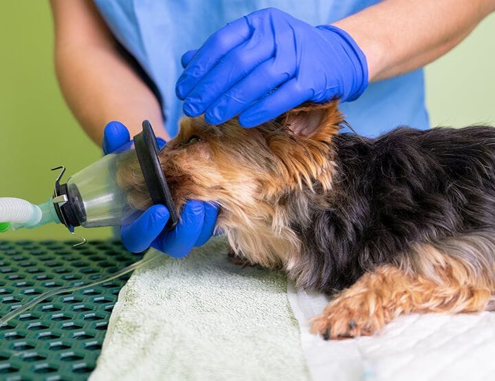 Sedation & General Anaesthetic Risks
