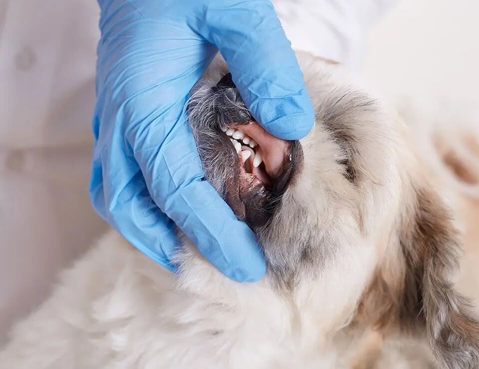 PET DENTISTRY