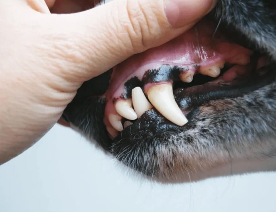 FREE DENTAL HEALTH CHECK FOR YOUR CAT OR DOG