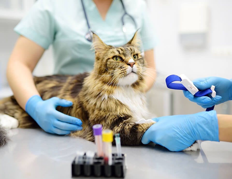 PET IN-HOUSE BLOOD LABORATORY / TESTING