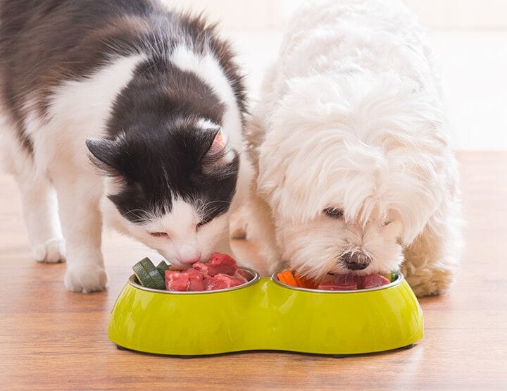 Pet Weight loss Program