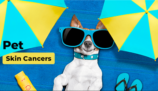 Protecting Pets from Skin Cancer: Signs, Risks, and Prevention Protecting Pets from Skin Cancer: Signs, Risks, and Prevention
