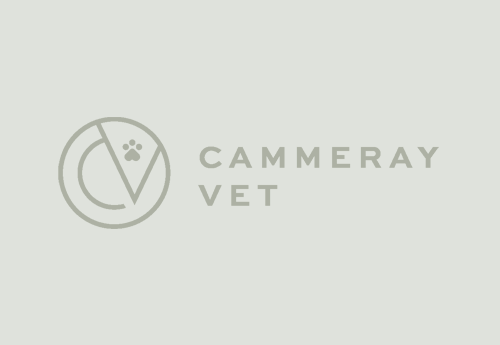 TPLO Surgery in Dogs TPLO Surgery in Dogs