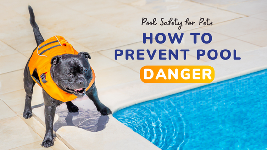 Pool Safety Tips for Your Water-Loving Dog