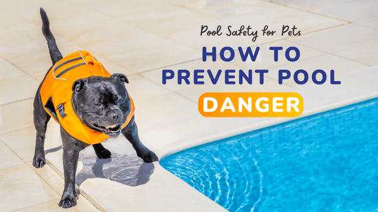 Pool Safety Tips for Your Water-Loving Dog Pool Safety Tips for Your Water-Loving Dog