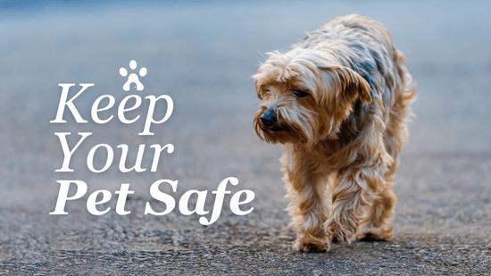 How to Prevent Your Pet from Going Missing How to Prevent Your Pet from Going Missing