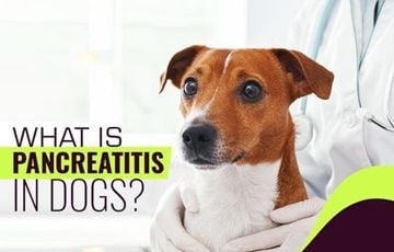 Understanding Pancreatitis in Dogs Understanding Pancreatitis in Dogs