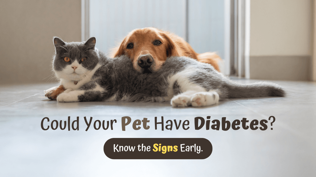Spotting the Signs: Understanding and Managing Diabetes in Pets