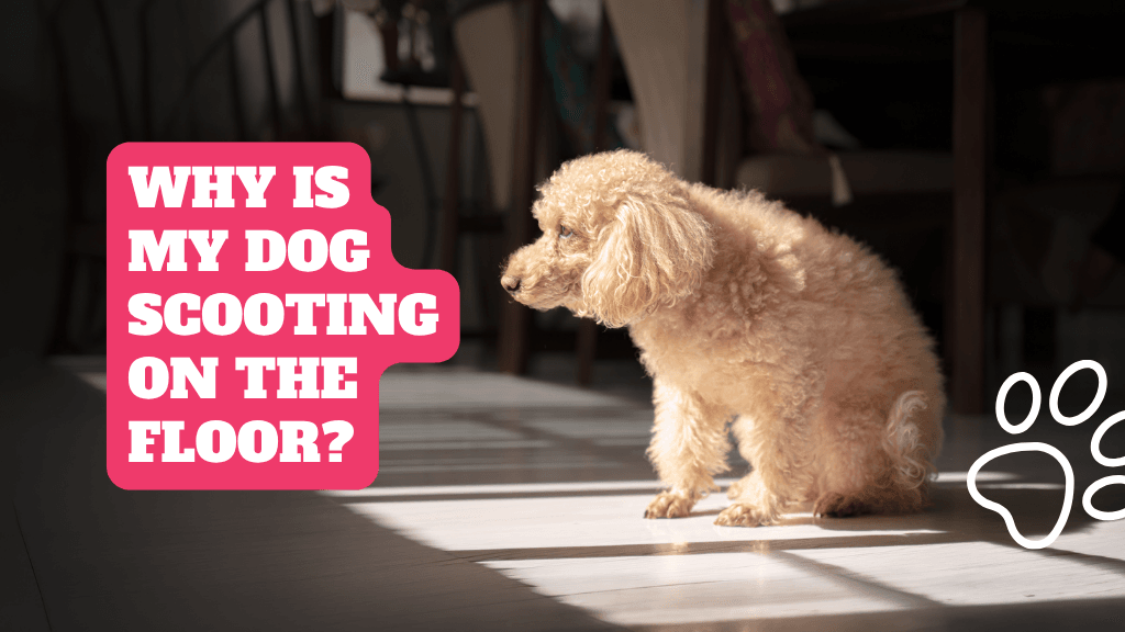 Why Is My Dog Scooting on the Floor?