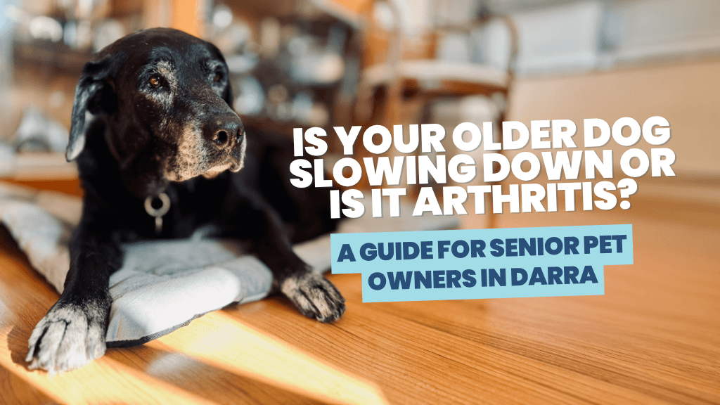 Is Your Older Dog Slowing Down or Is It Arthritis? A Guide for Senior Pet Owners in Darra Is Your Older Dog Slowing Down or Is It Arthritis? A Guide for Senior Pet Owners in Darra