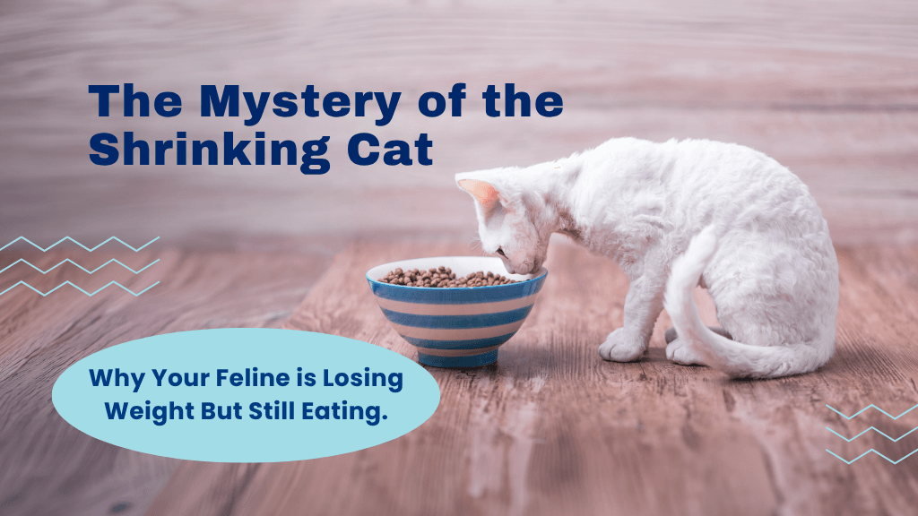 The Mystery of the Shrinking Cat: Why Your Feline is Losing Weight But Still Eating