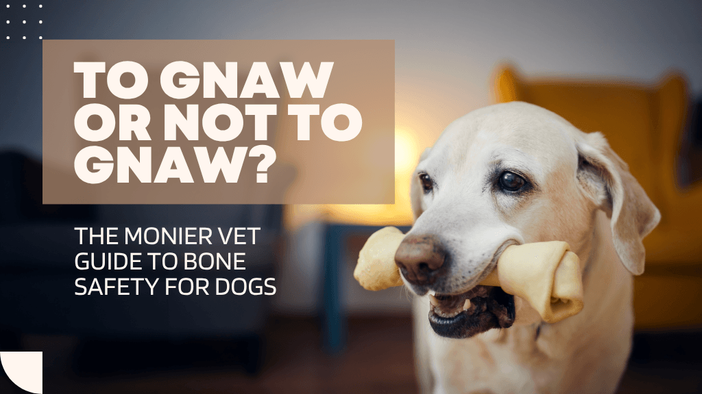 To Gnaw or Not to Gnaw? The Monier Vet Guide to Bone Safety for Dogs