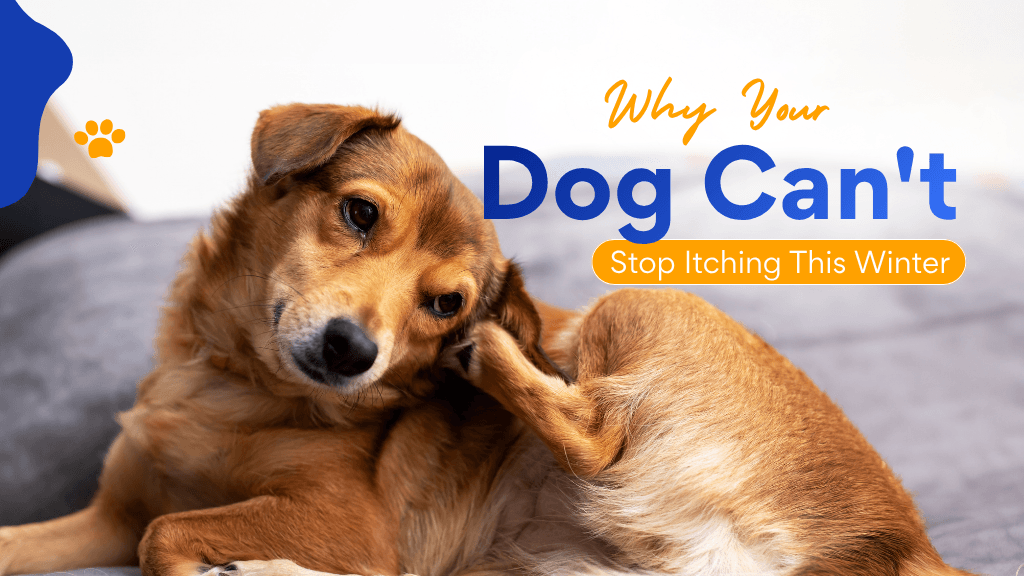 Why Your Dog Can't Stop Itching This Winter