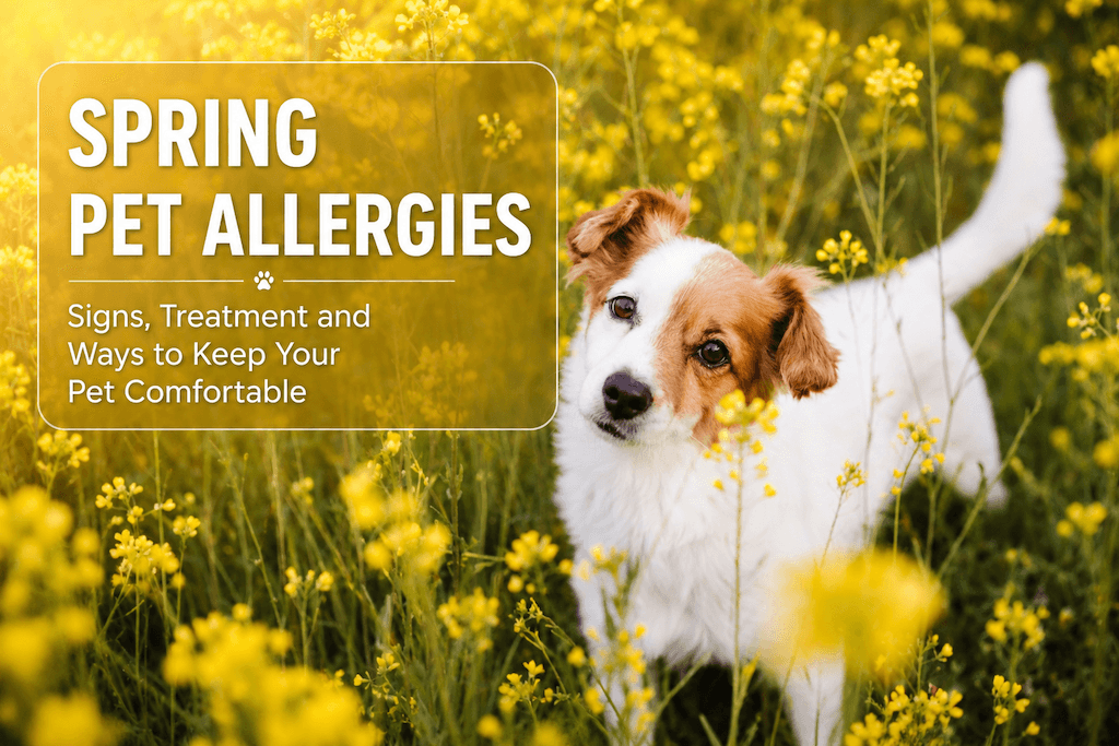 Spring Pet Allergies: Signs, Treatment and Ways to Keep Your Pet Comfortable