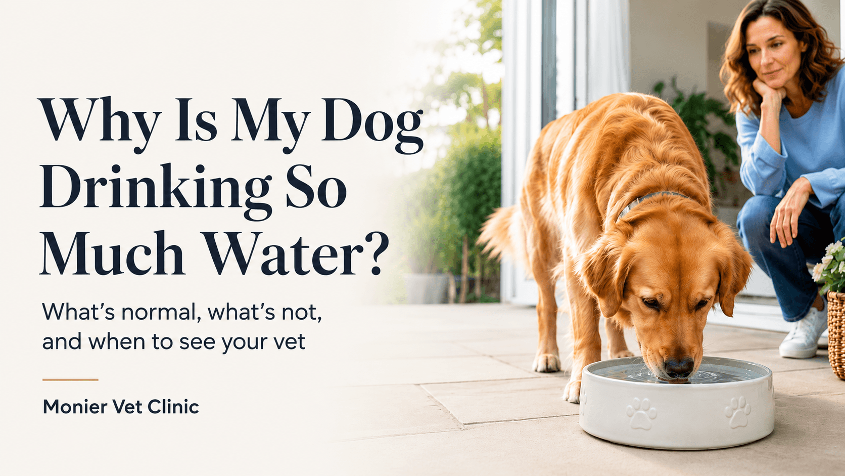 Why Is My Dog Drinking So Much Water? Why Is My Dog Drinking So Much Water?