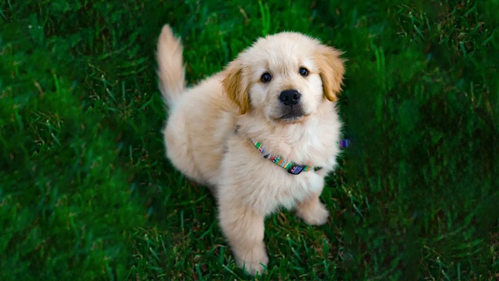 Why Is My Puppy Biting Me?