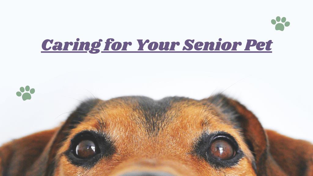 Caring for Your Senior Pet Caring for Your Senior Pet