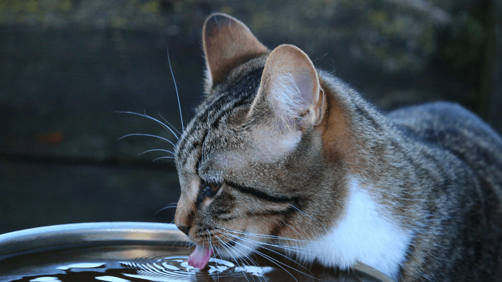 Why Is My Pet Drinking So Much Water? Why Is My Pet Drinking So Much Water?