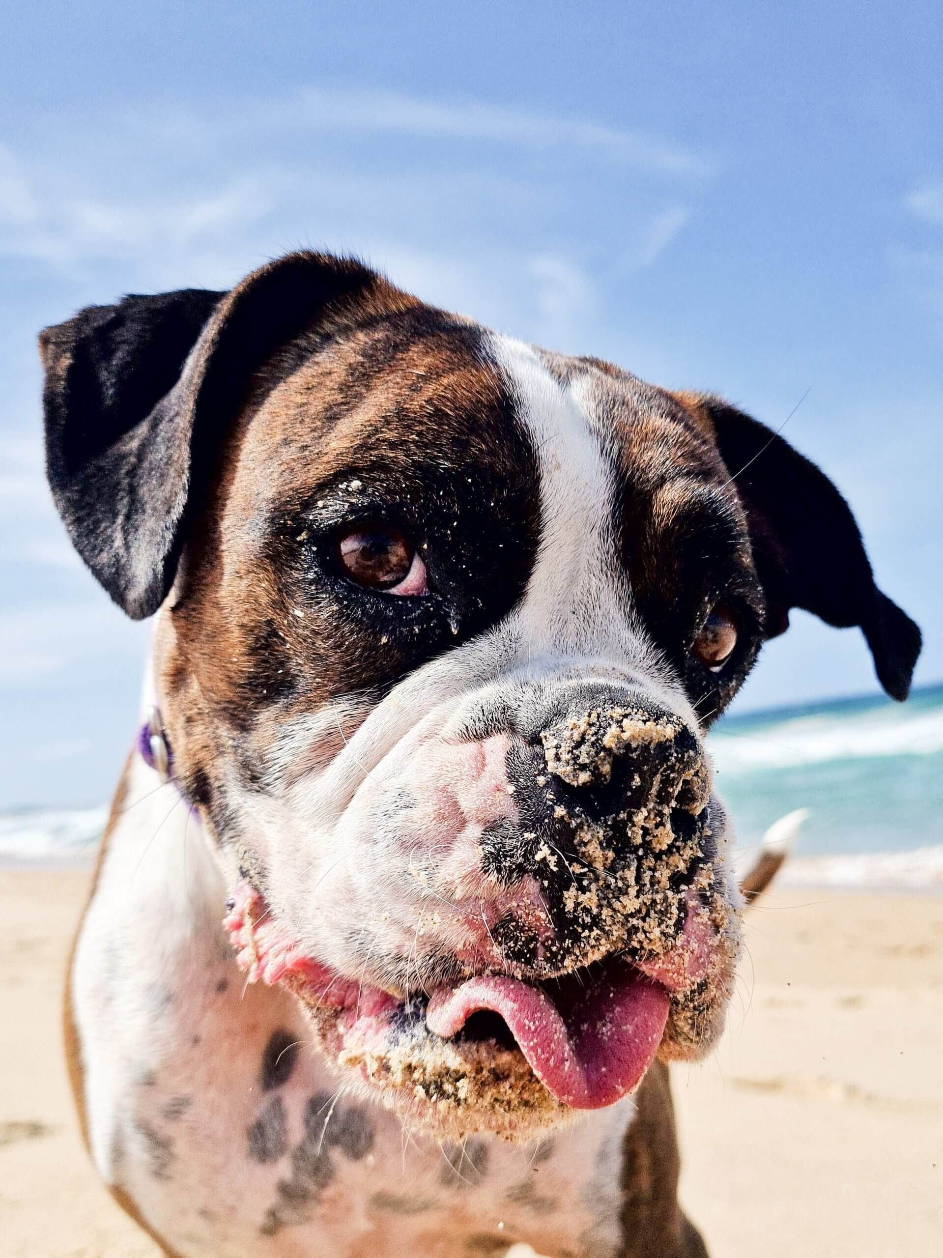 Pet Gallery Image -6745606a2899f