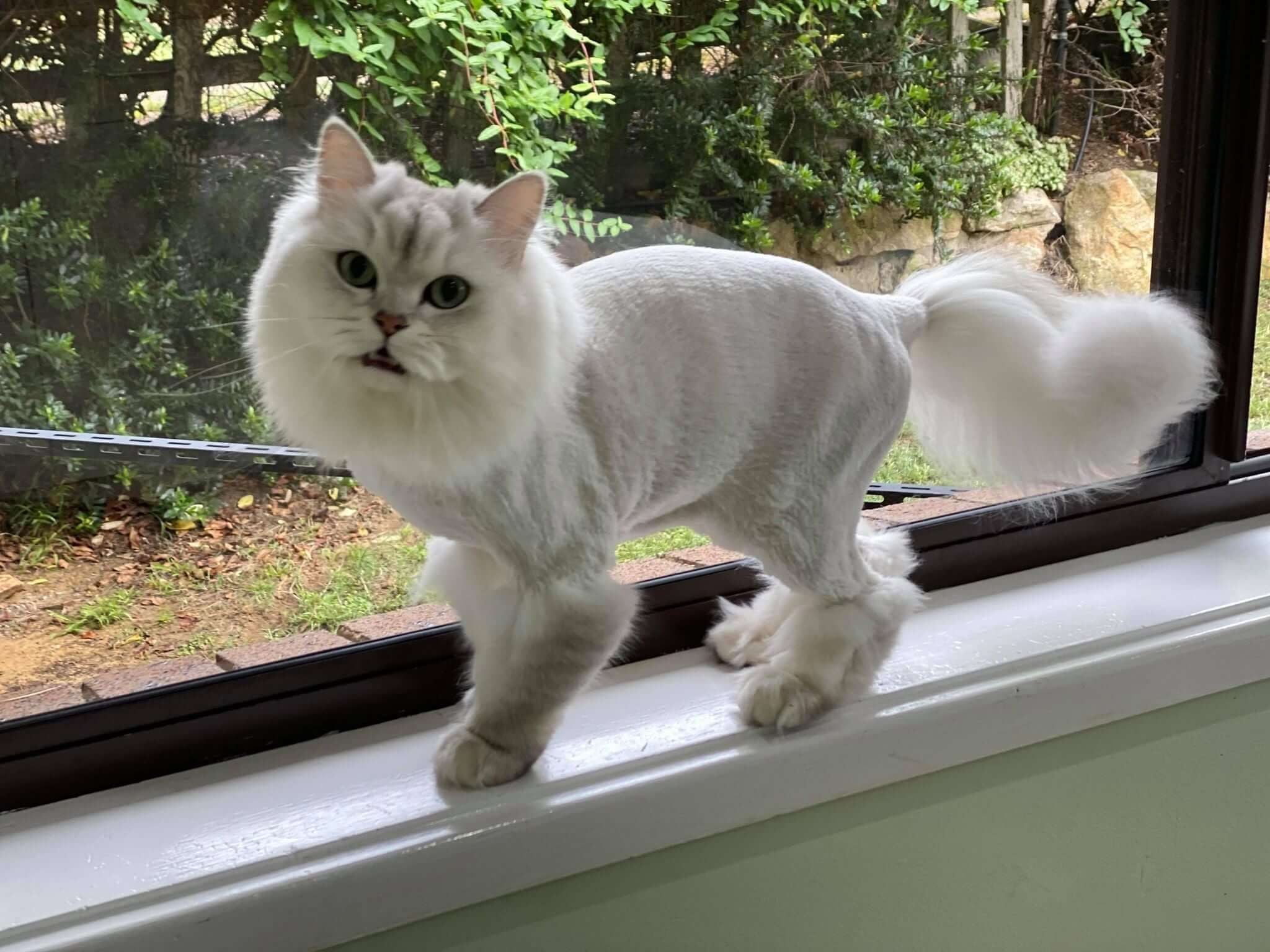 Pet Gallery Image -6745606aa8fc6