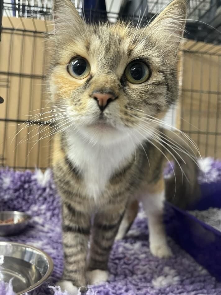 Pet Gallery Image -6745606ba4c04