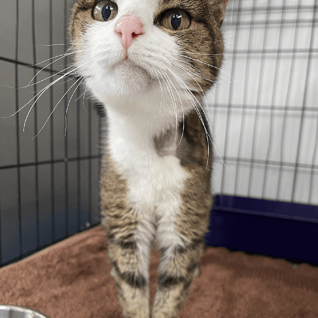 Pet Gallery Image -6745606c143e8