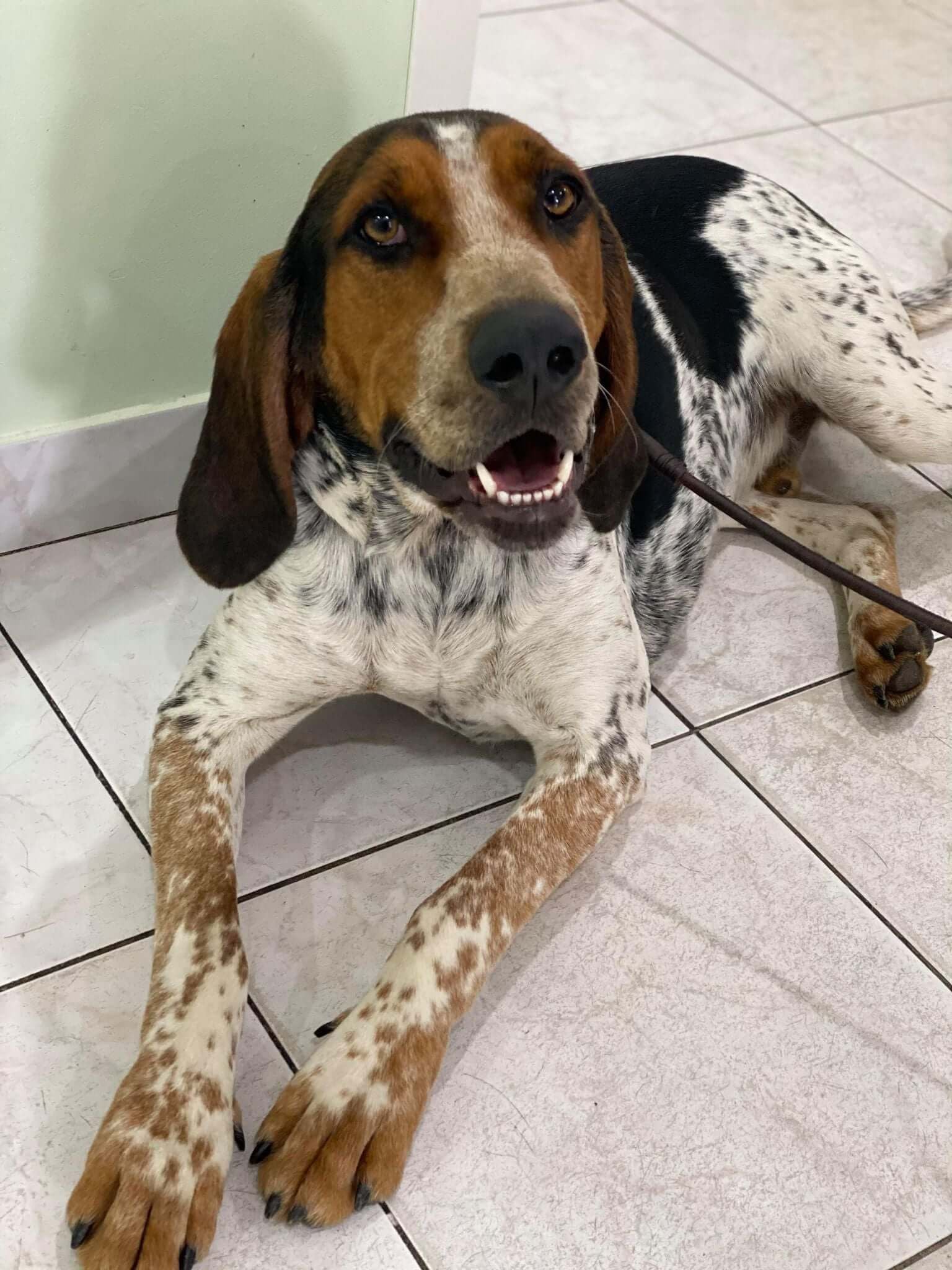 Pet Gallery Image -6745606c826a6