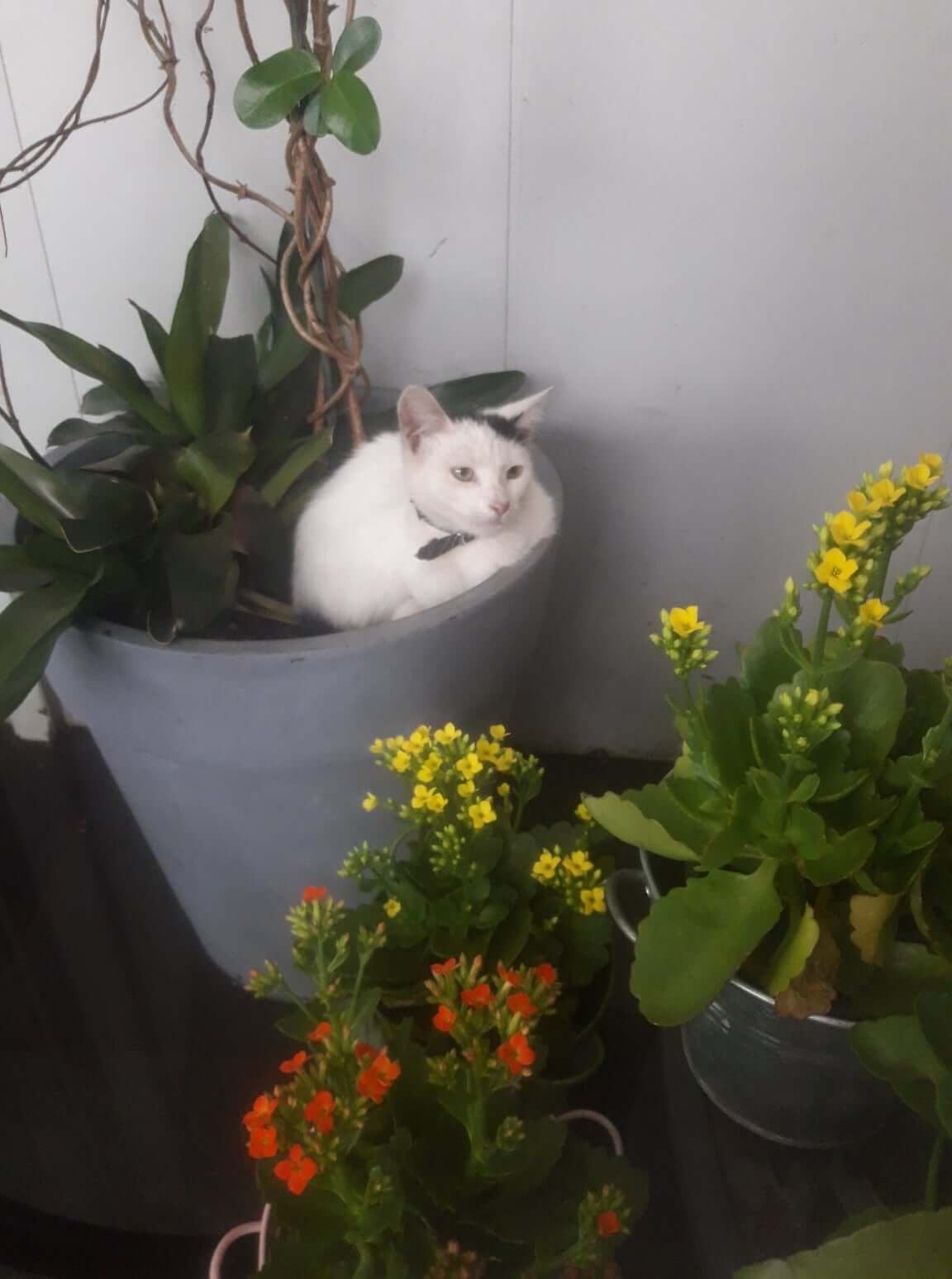 Pet Gallery Image -6745606d022dc