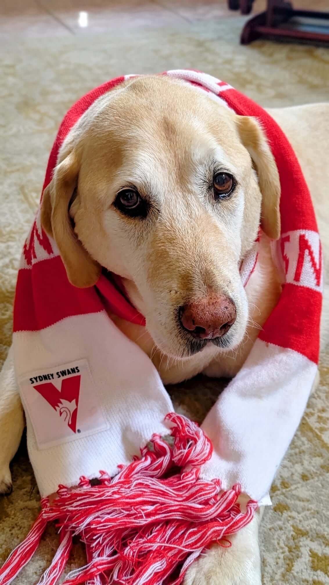 Pet Gallery Image -6745606d6c372