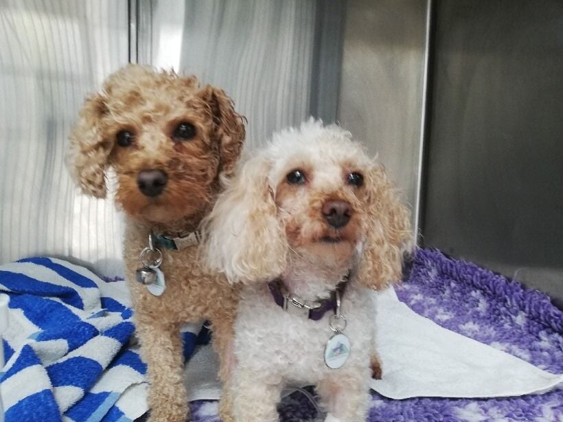 Pet Gallery Image -6745606ddb013