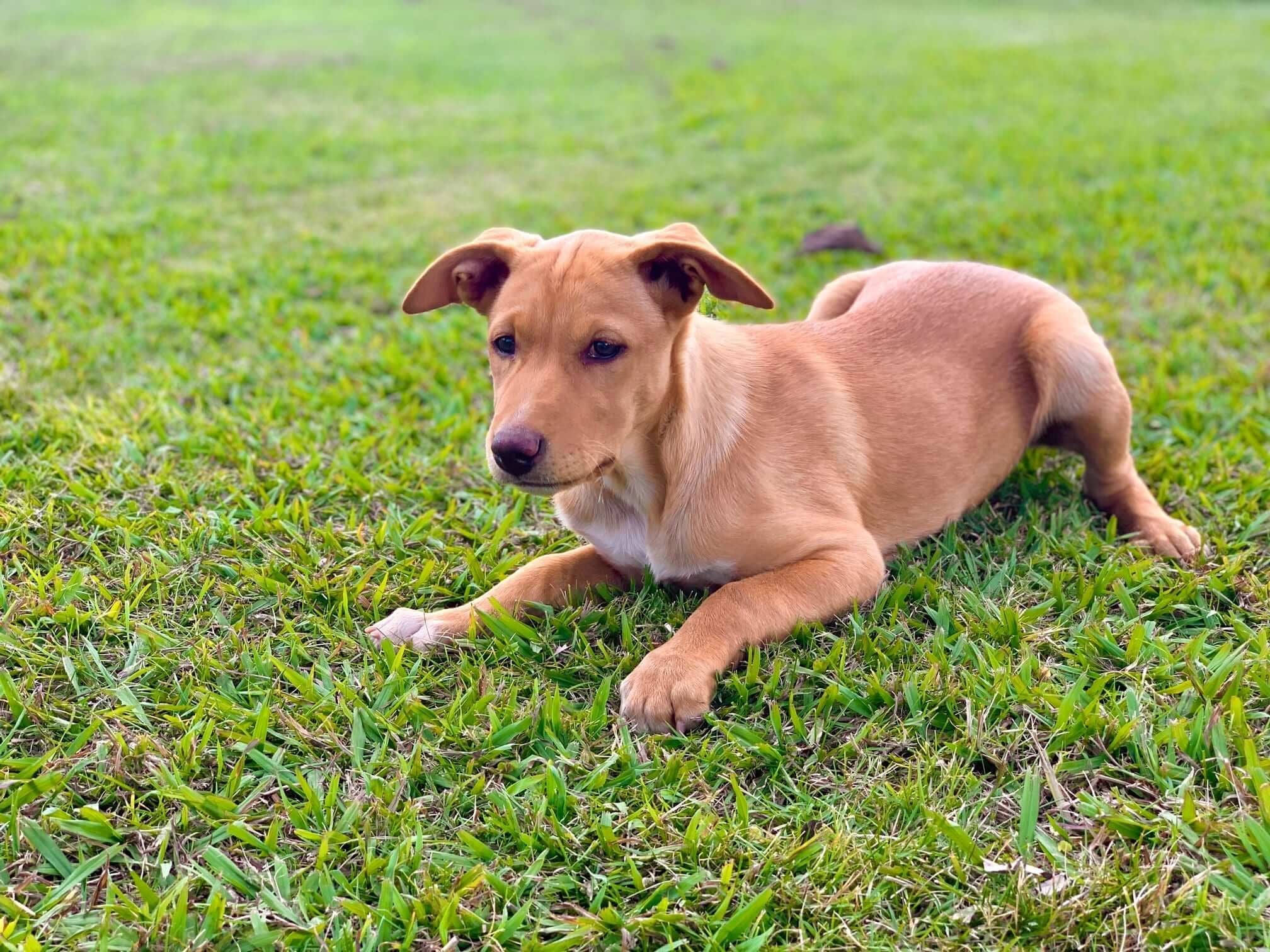 Pet Gallery Image -6745606ed8a58