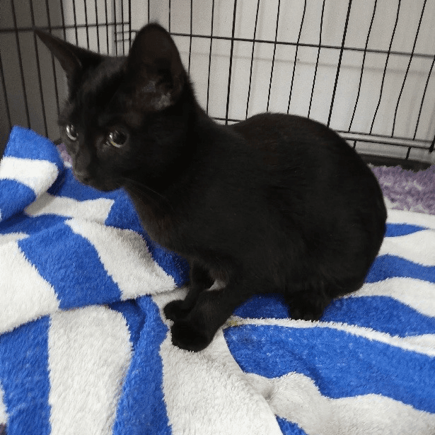 Pet Gallery Image -6745606fe0d57