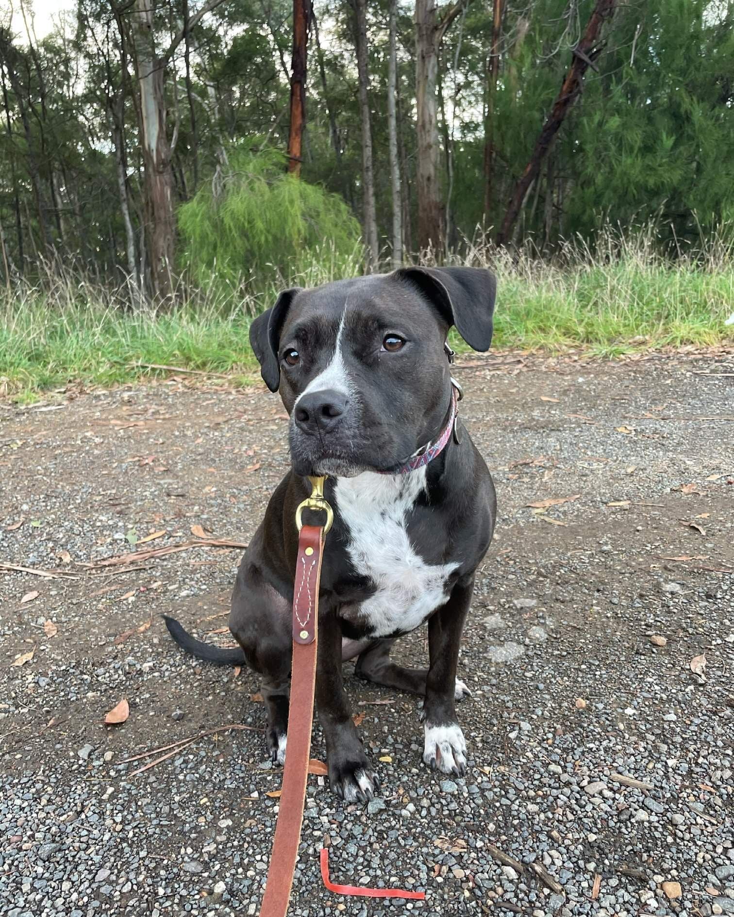 Pet Gallery Image -6745607080269