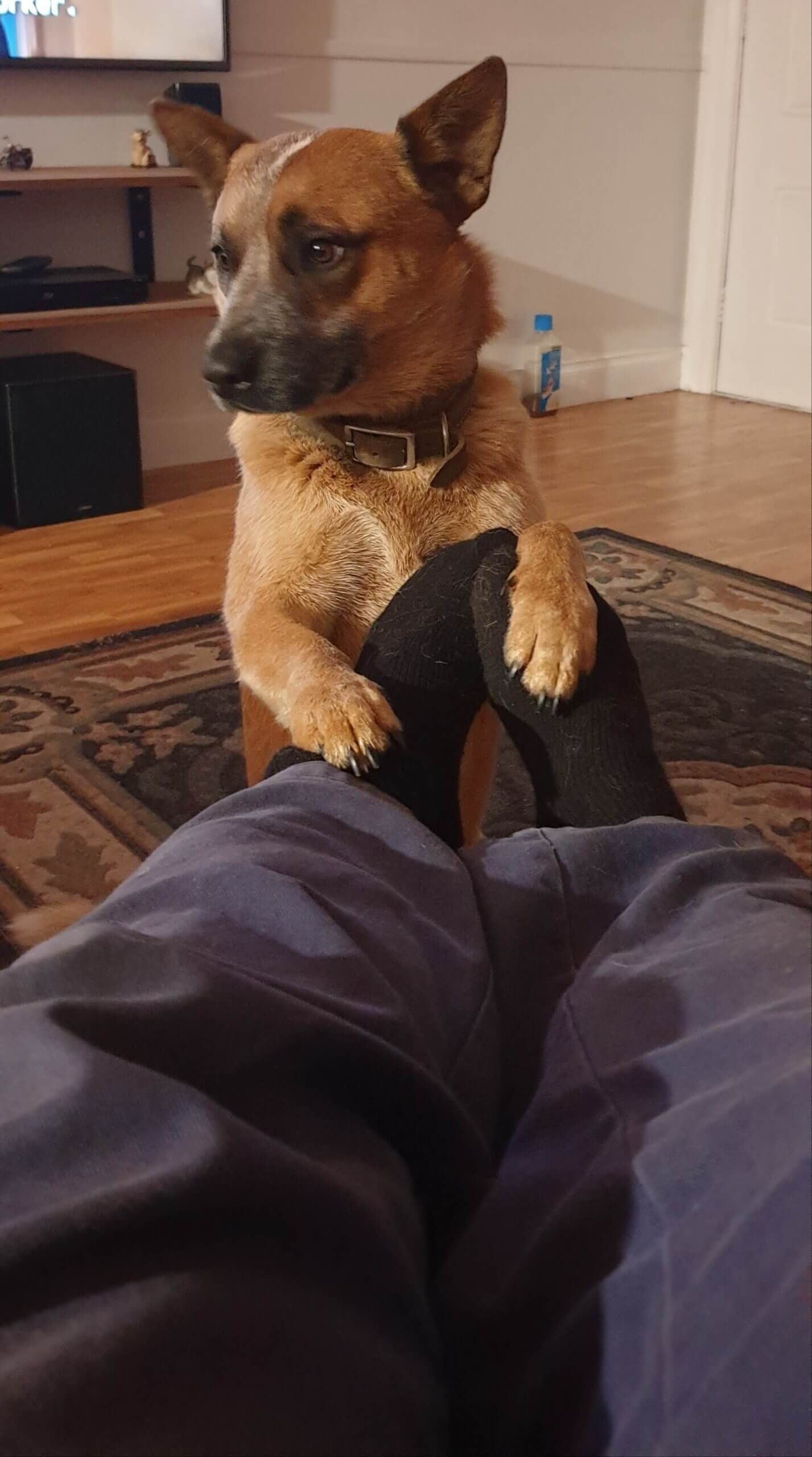 Pet Gallery Image -67456070e3d0d