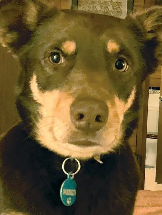 Pet Gallery Image -6745607160f25