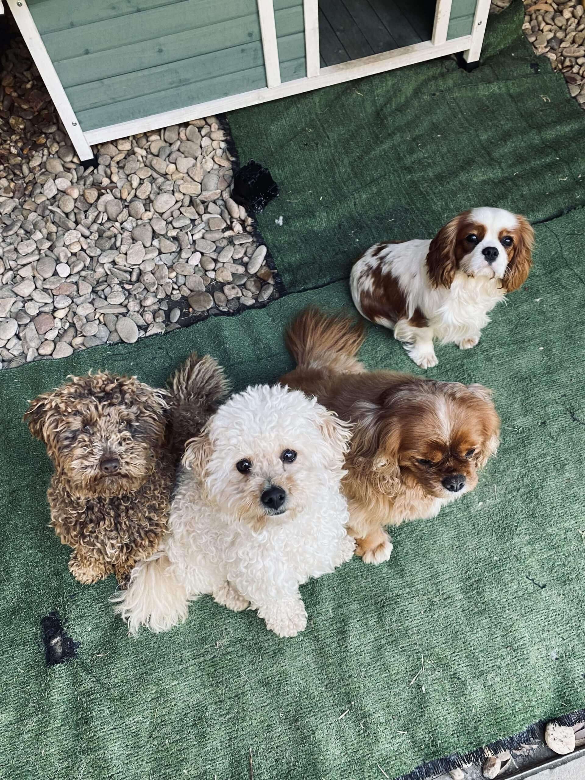 Pet Gallery Image -6745607255eb6