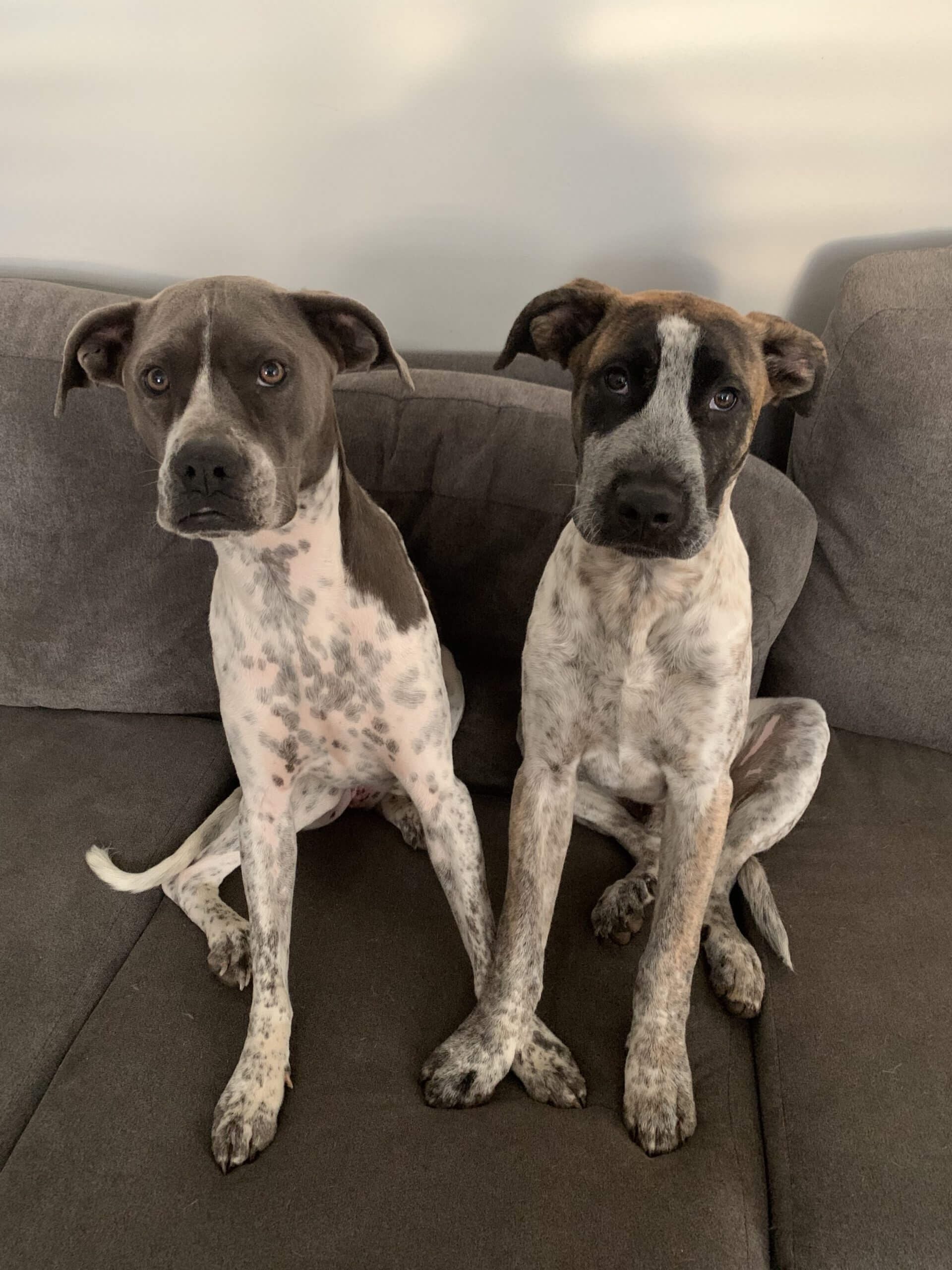 Pet Gallery Image -674560736475d