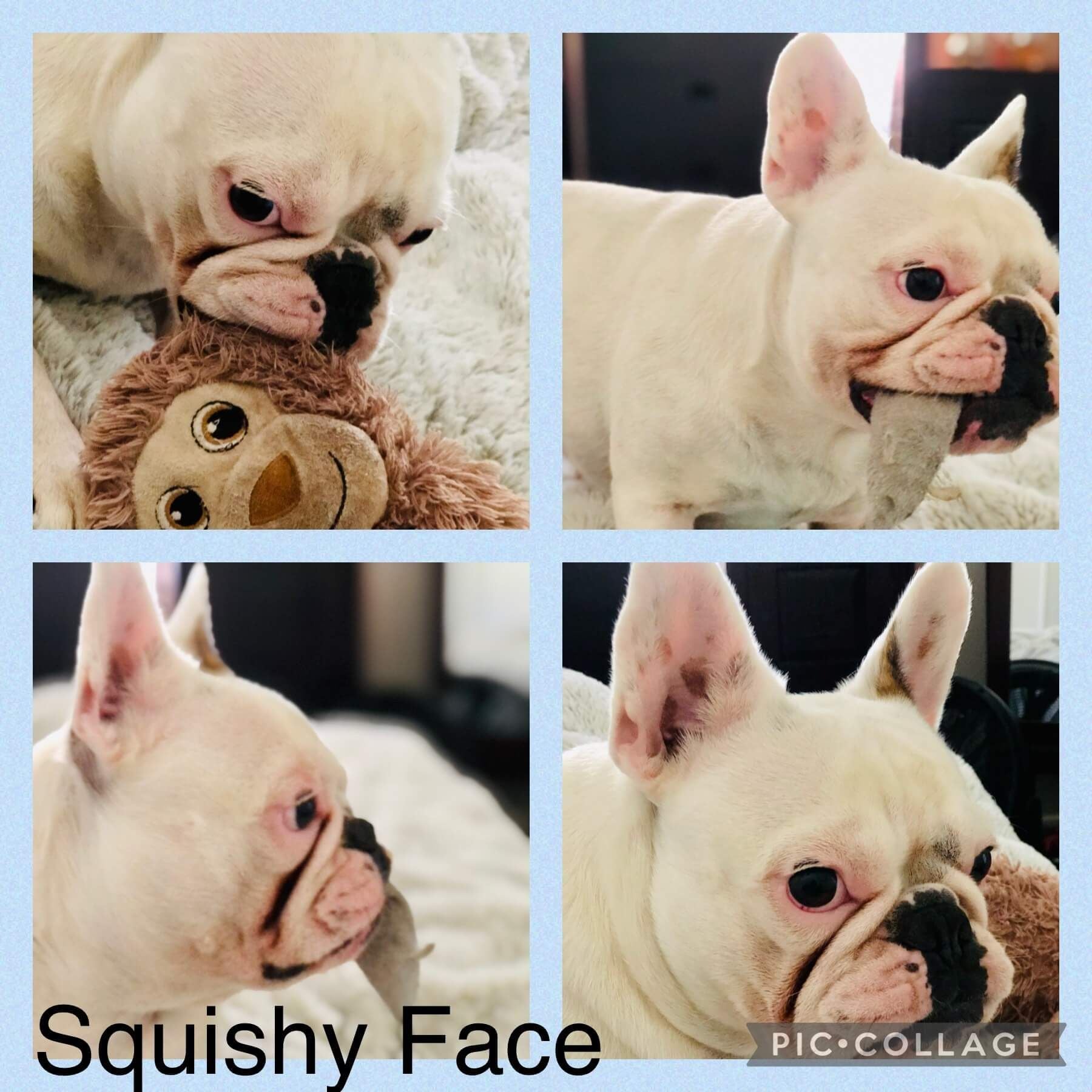 Pet Gallery Image -674560740f80a