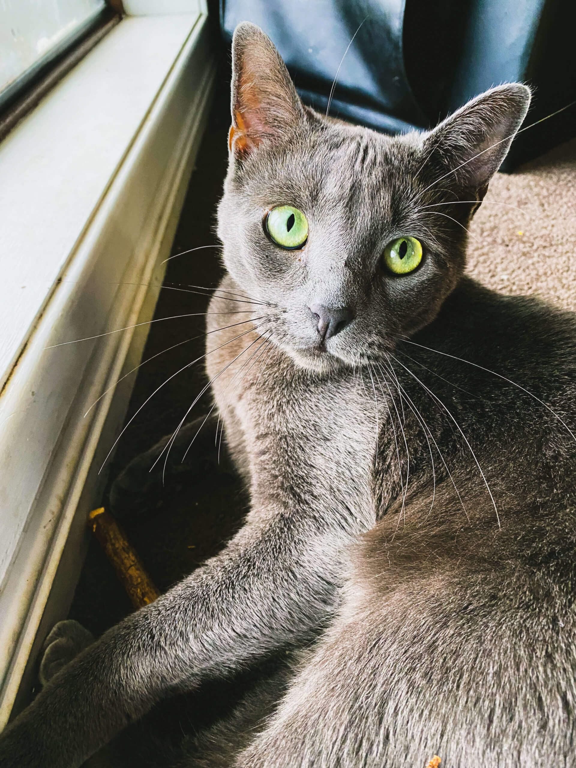 Pet Gallery Image -6745607494409